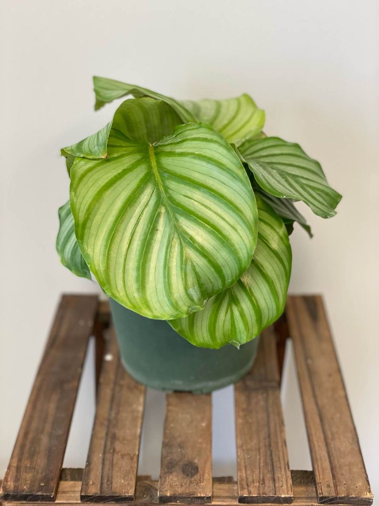 calathea-orbifolia