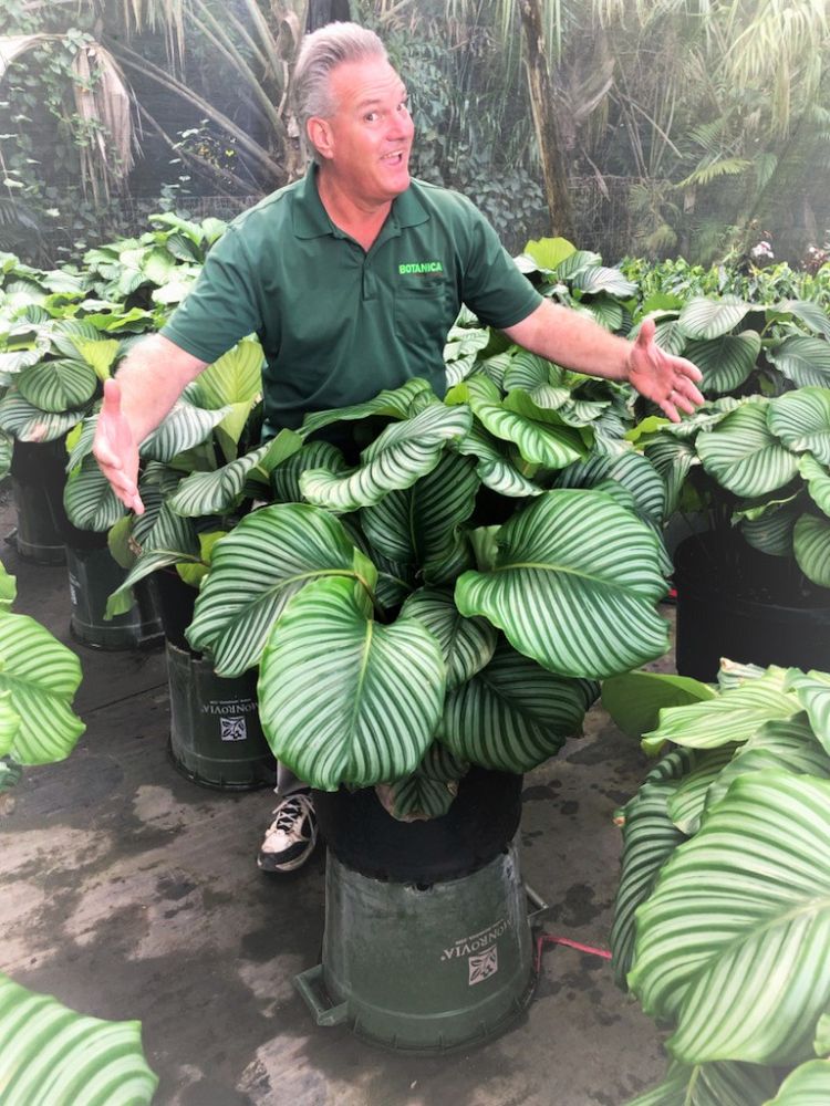 calathea-orbifolia