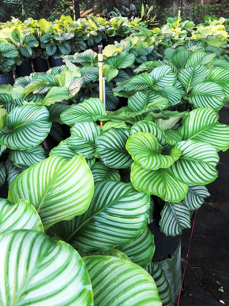calathea-orbifolia