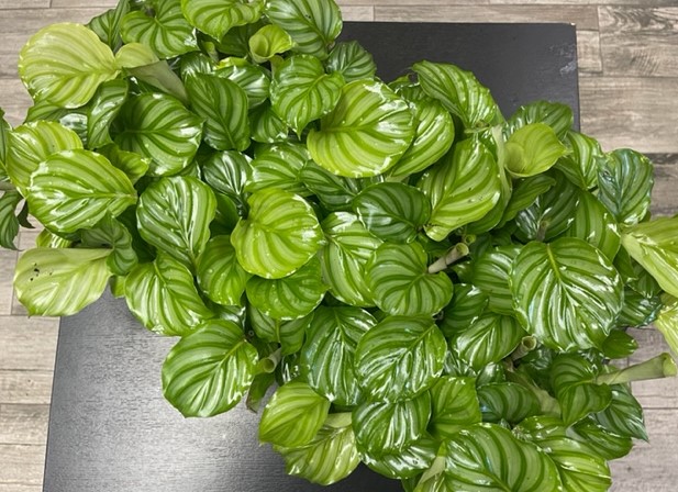 calathea-orbifolia