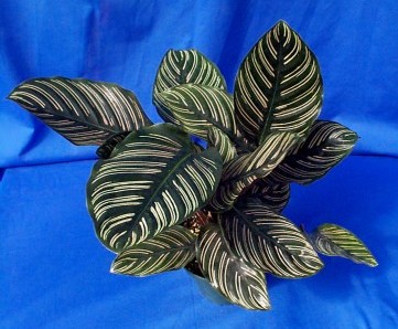 calathea-ornata-pin-stripe-prayer-plant