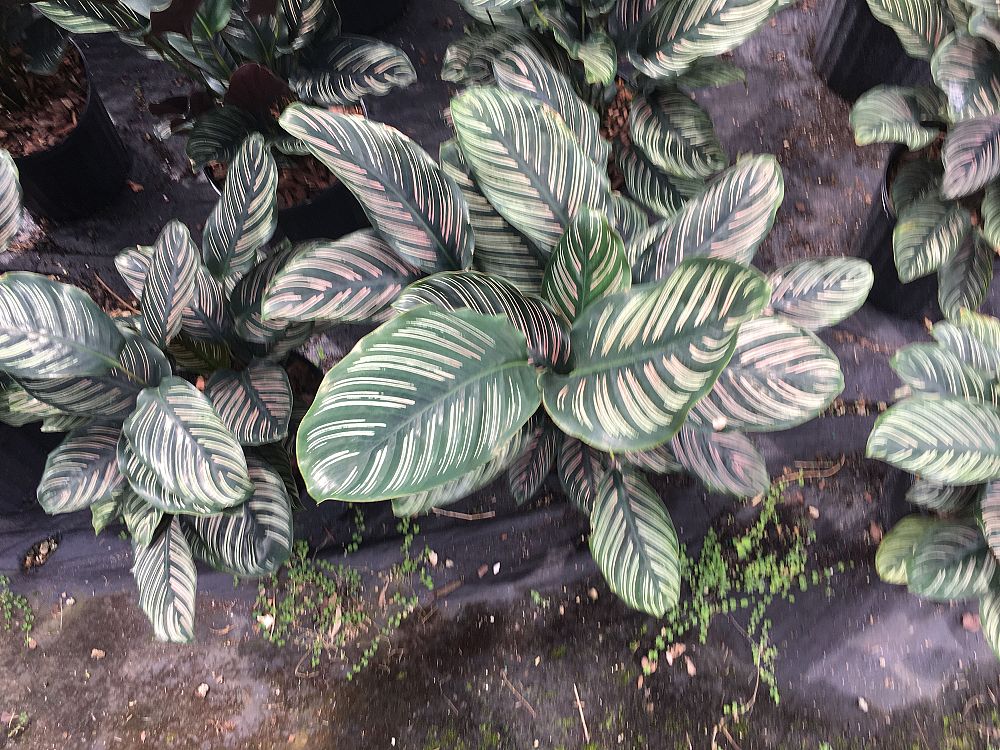 calathea-ornata-pin-stripe-prayer-plant