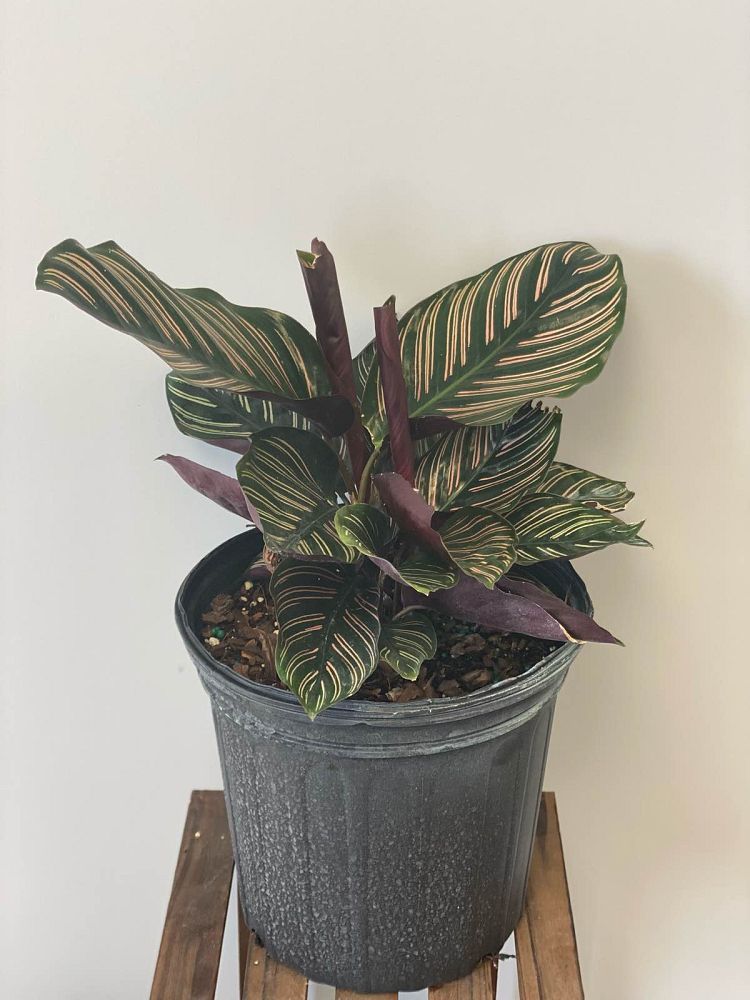 calathea-ornata-pin-stripe-prayer-plant