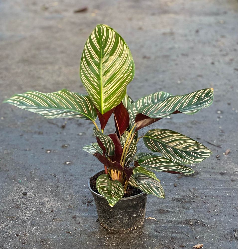 calathea-ornata-pin-stripe-prayer-plant