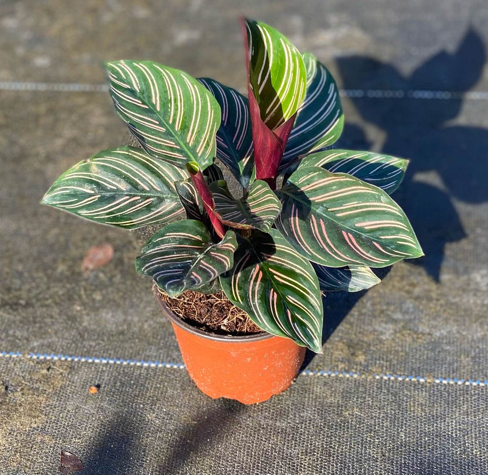 calathea-ornata-pin-stripe-prayer-plant