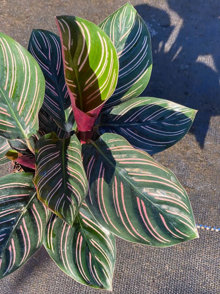 calathea-ornata-pin-stripe-prayer-plant