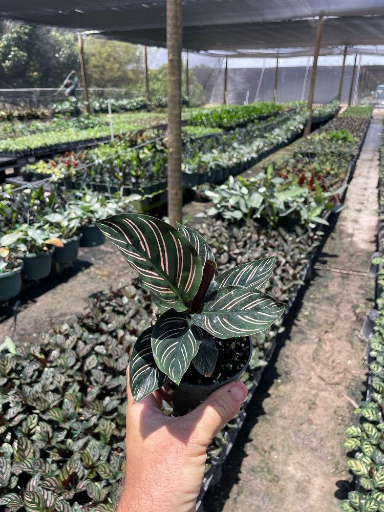 calathea-ornata-pin-stripe-prayer-plant