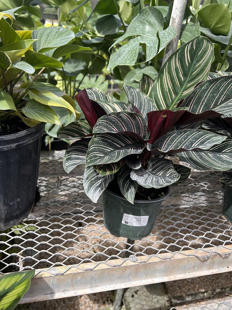 calathea-ornata-pin-stripe-prayer-plant
