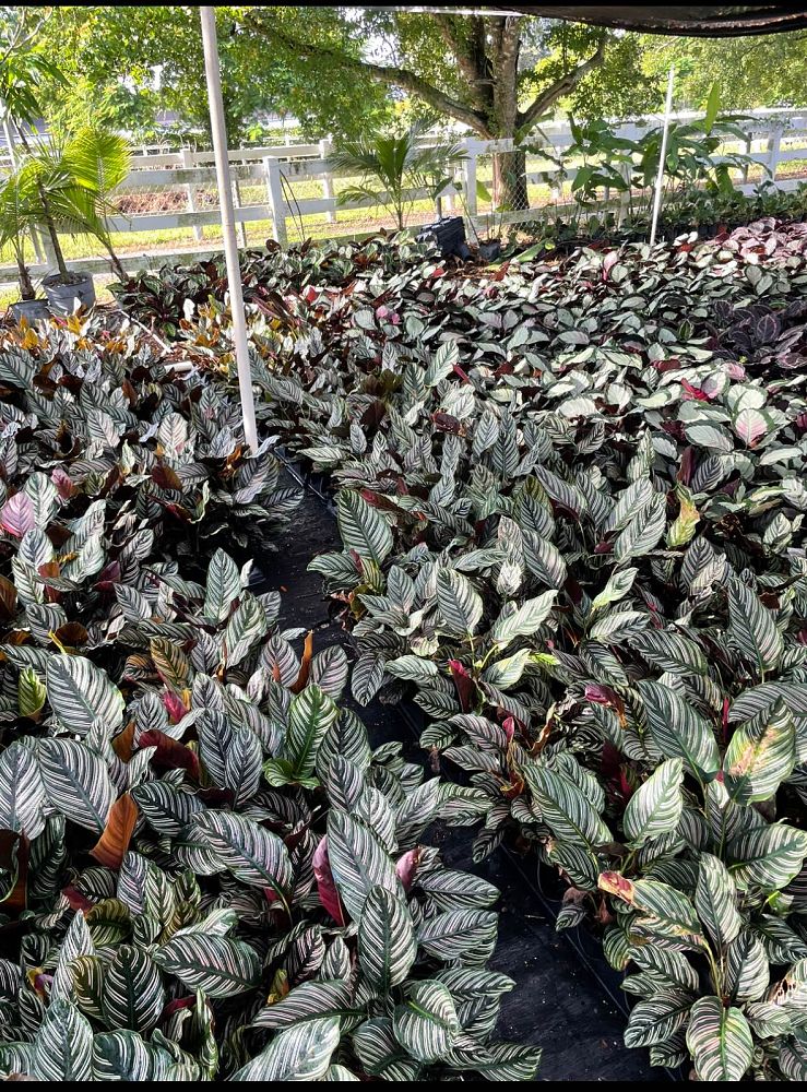 calathea-ornata-pin-stripe-prayer-plant