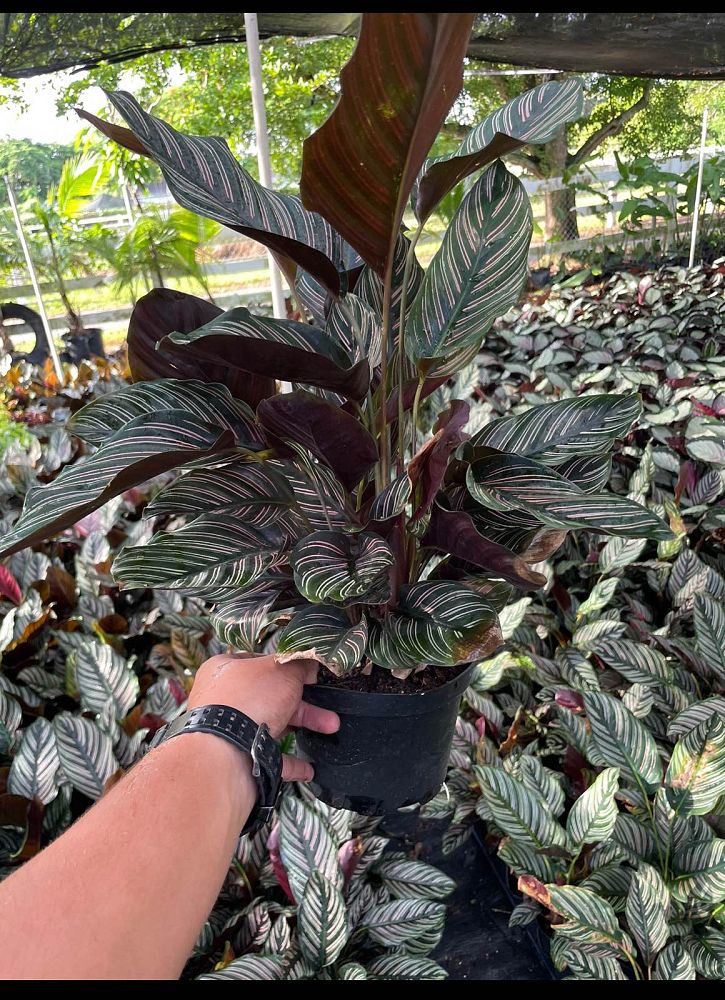 calathea-ornata-pin-stripe-prayer-plant