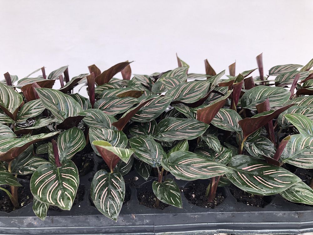 calathea-ornata-pin-stripe-prayer-plant