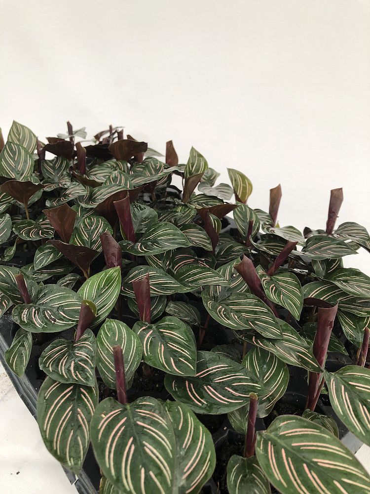 calathea-ornata-pin-stripe-prayer-plant