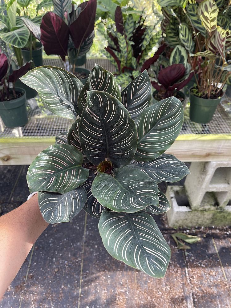 calathea-ornata-pin-stripe-prayer-plant