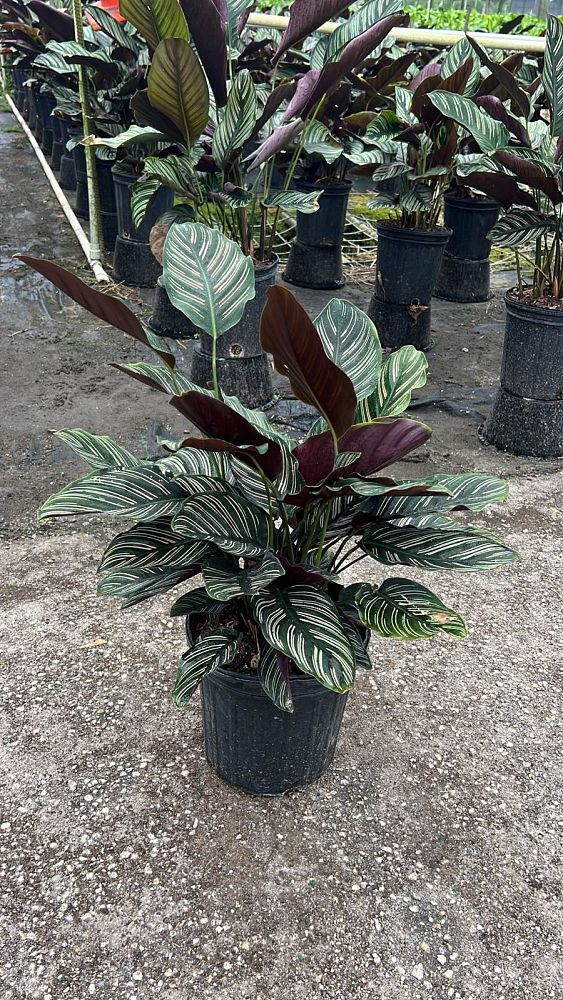 calathea-ornata-pin-stripe-prayer-plant