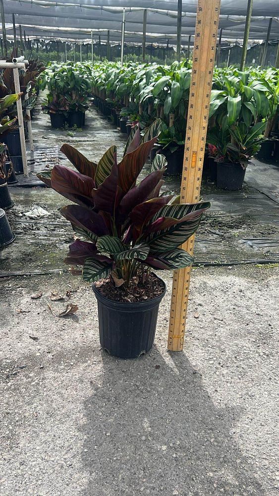 calathea-ornata-pin-stripe-prayer-plant