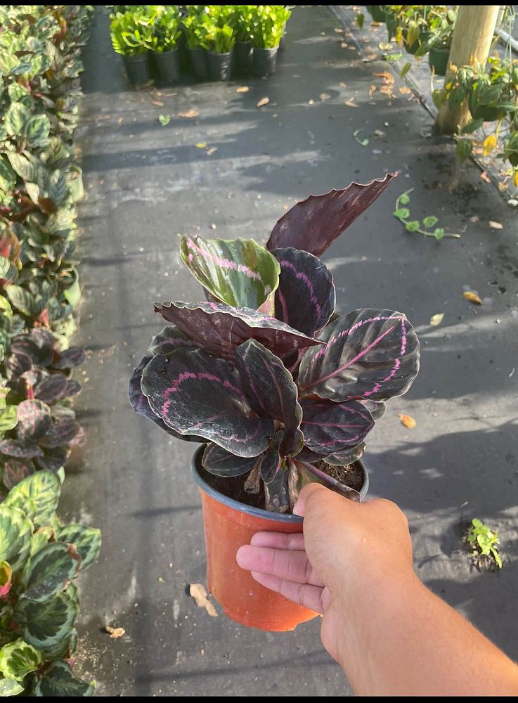 calathea-roseopicta-dottie