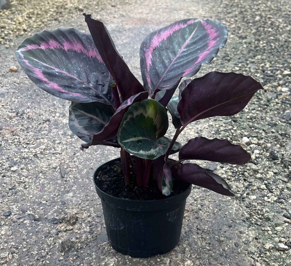 calathea-roseopicta-dottie