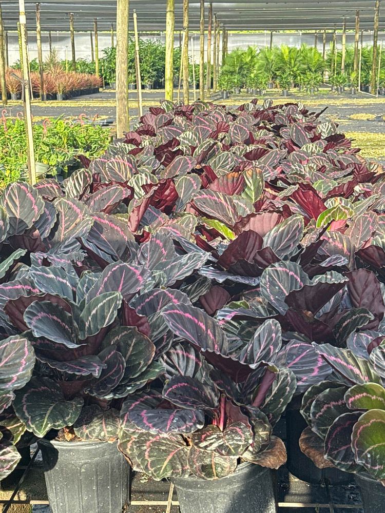 calathea-roseopicta-dottie
