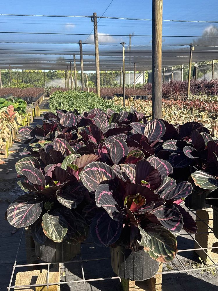 calathea-roseopicta-dottie