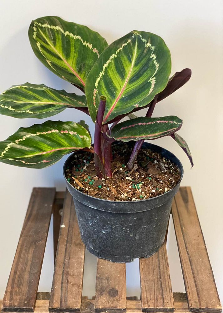 calathea-roseopicta-illustris