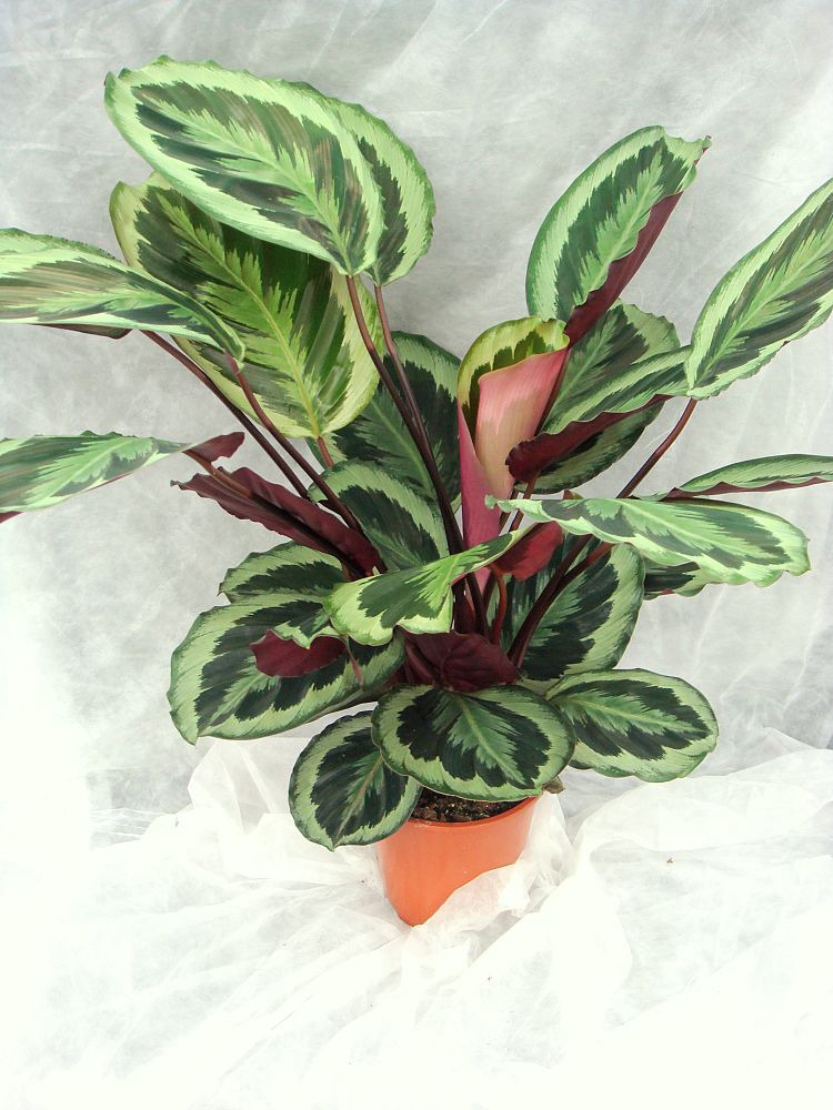 calathea-roseopicta-marion