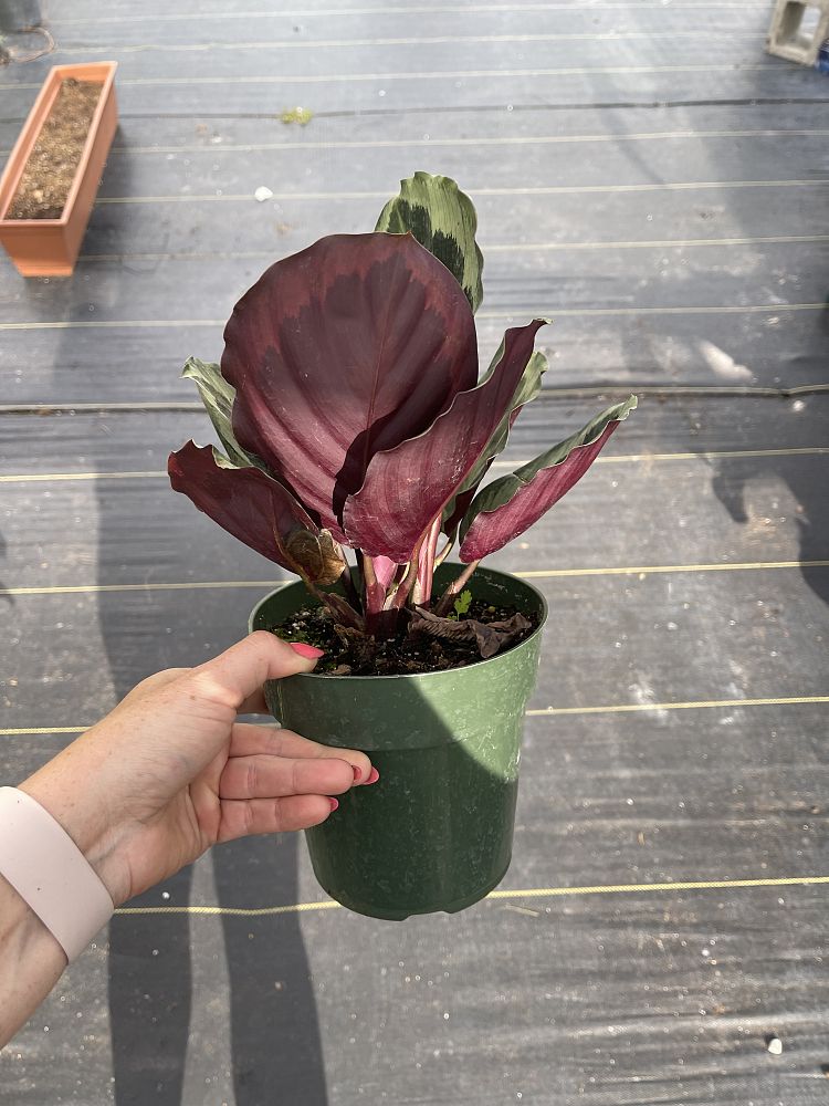 calathea-roseopicta-marion
