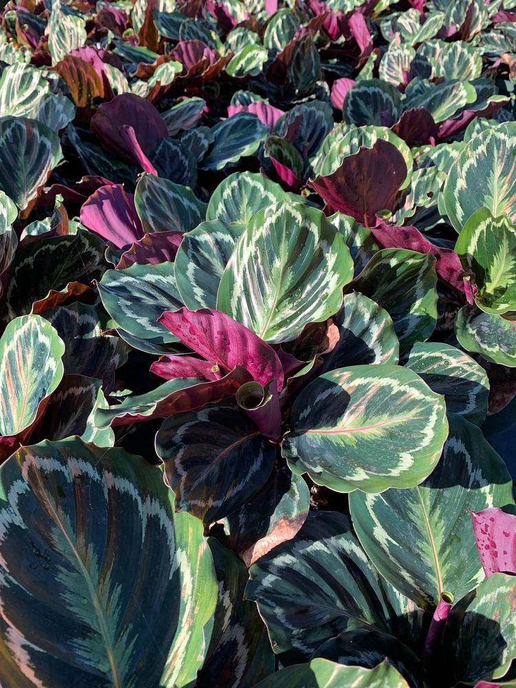 calathea-roseopicta-medallion-rose-painted-calathea