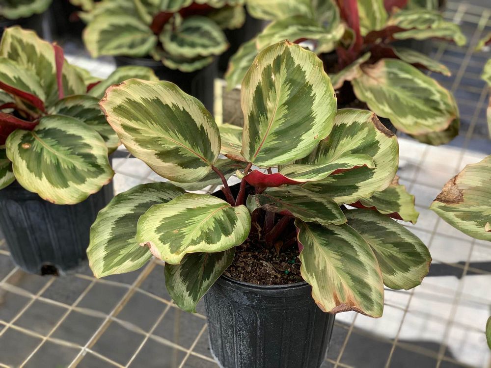 calathea-roseopicta-medallion-rose-painted-calathea
