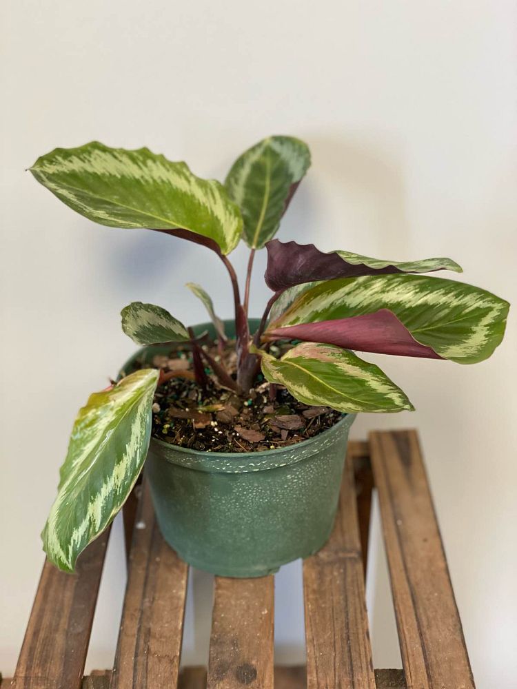 calathea-roseopicta-medallion-rose-painted-calathea