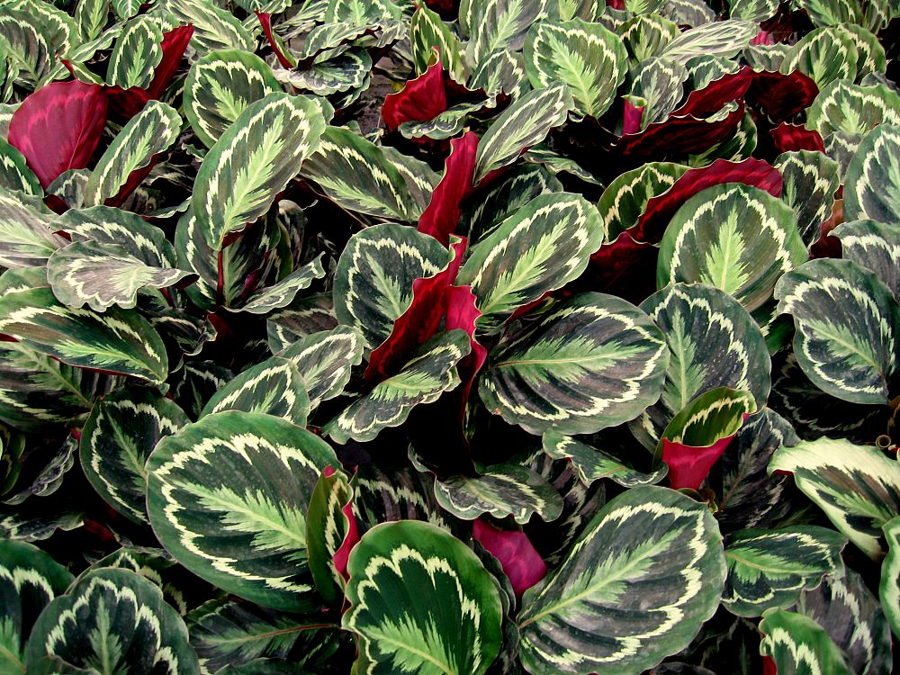 calathea-roseopicta-medallion-rose-painted-calathea