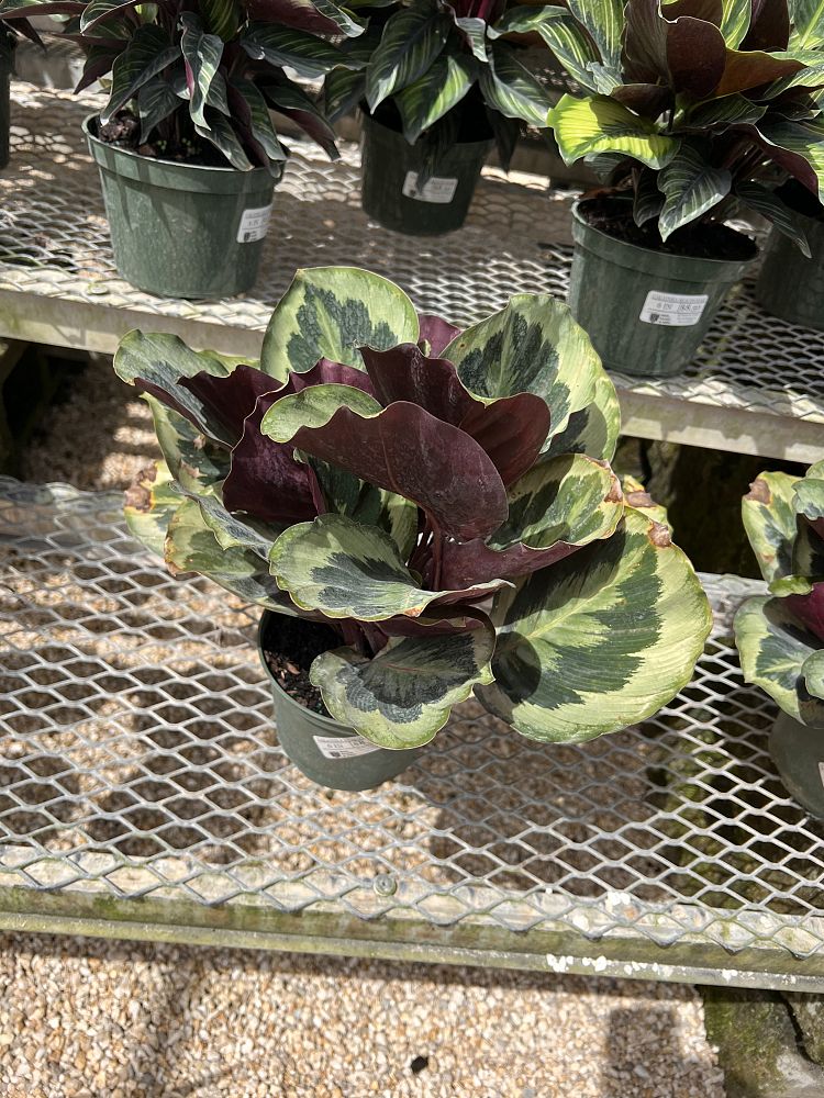 calathea-roseopicta-medallion-rose-painted-calathea