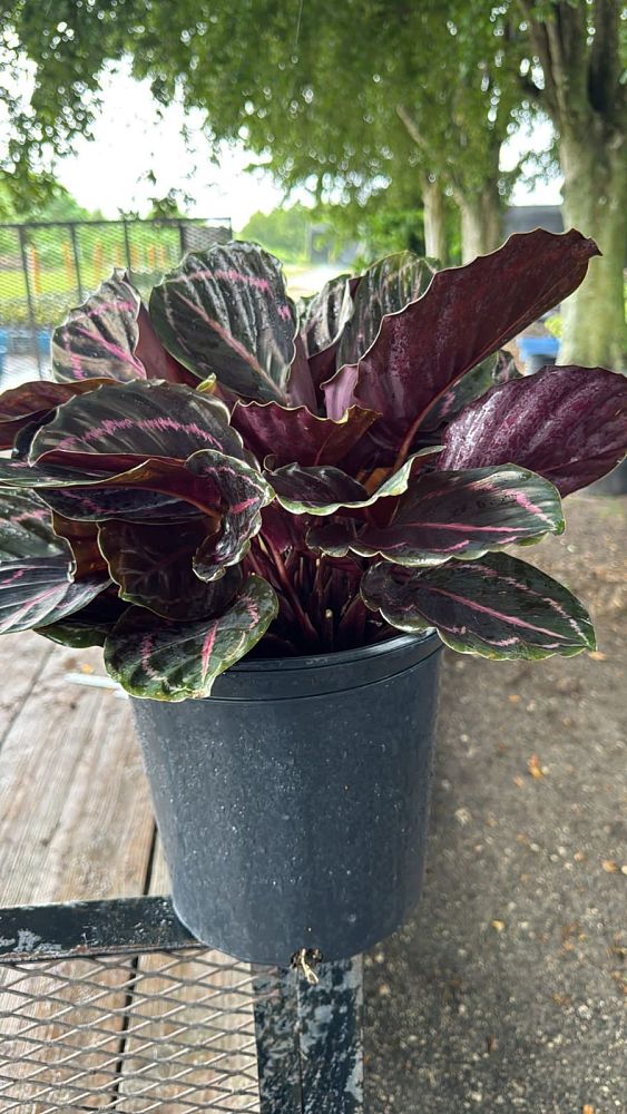 calathea-roseopicta-medallion-rose-painted-calathea