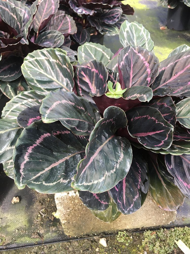 calathea-roseopicta-medallion-rose-painted-calathea