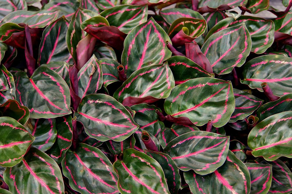 calathea-roseopicta-rosy