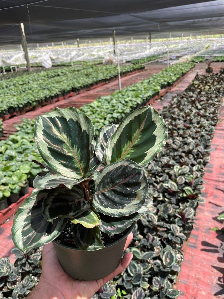 calathea-roseopicta