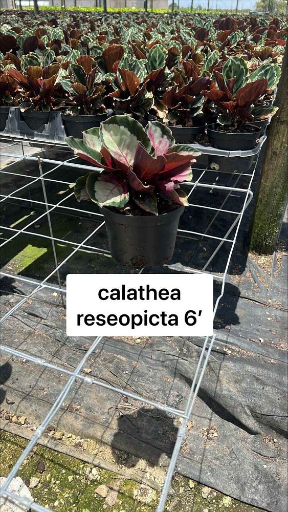 calathea-roseopicta