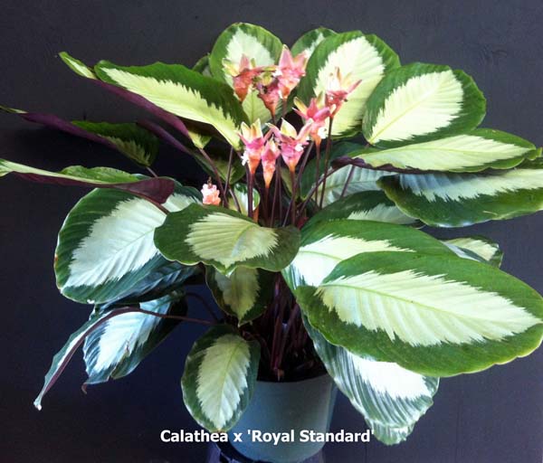 calathea-royal-standard