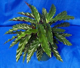 calathea-rufibarba