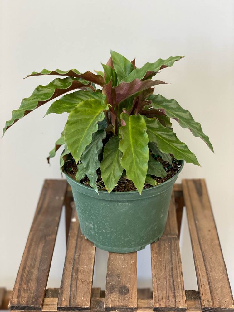 calathea-rufibarba