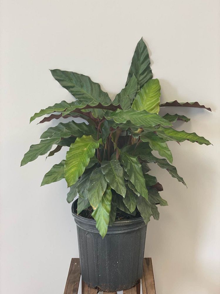calathea-rufibarba