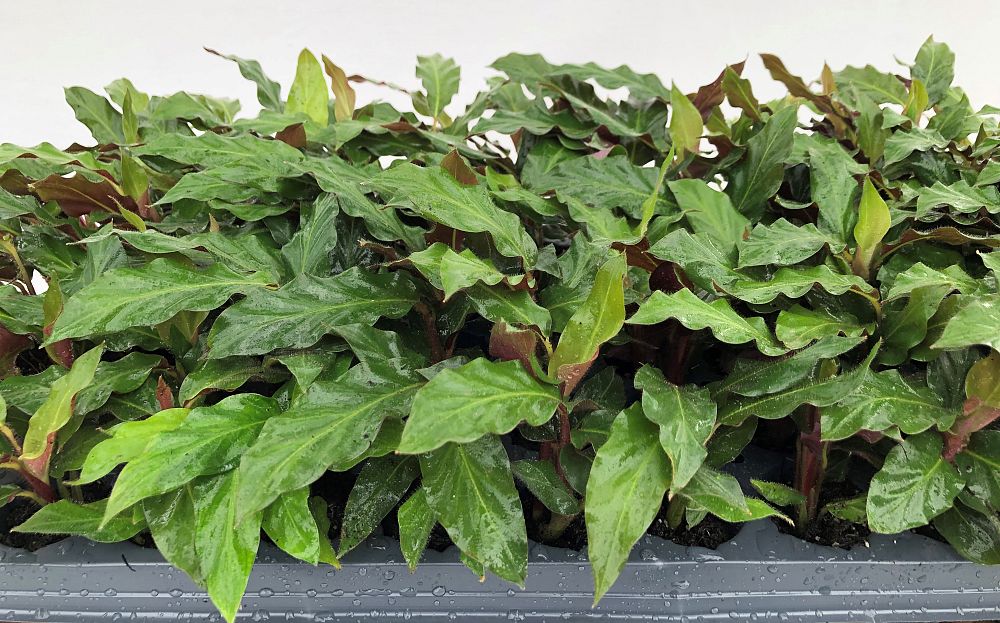 calathea-rufibarba