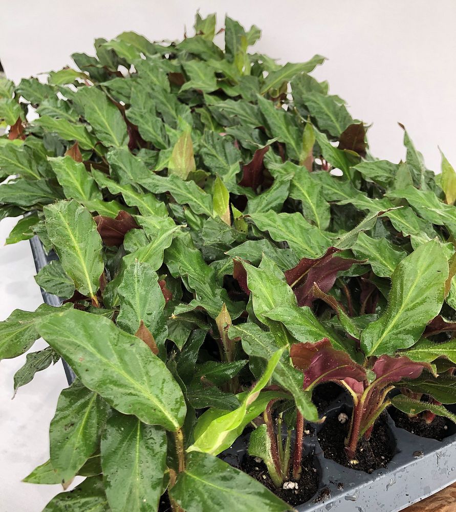 calathea-rufibarba