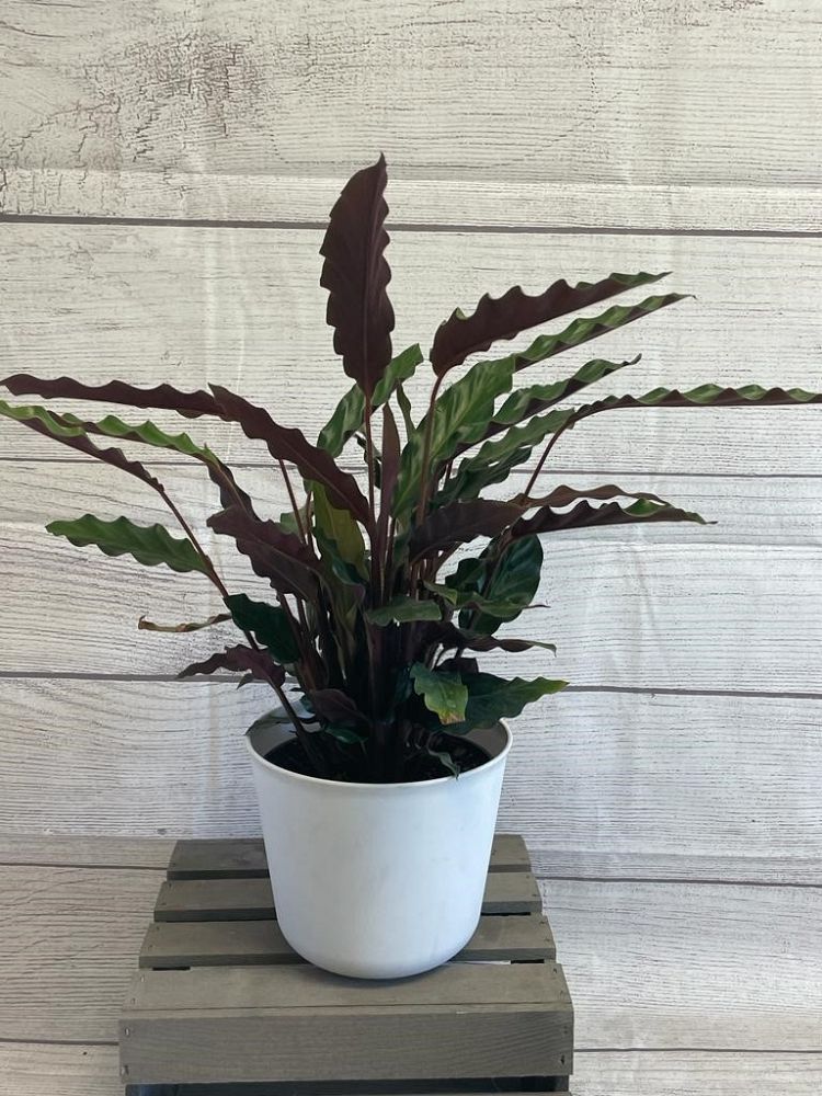 calathea-rufibarba