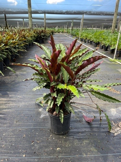 calathea-rufibarba