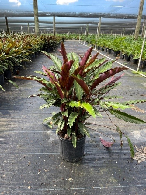 calathea-rufibarba