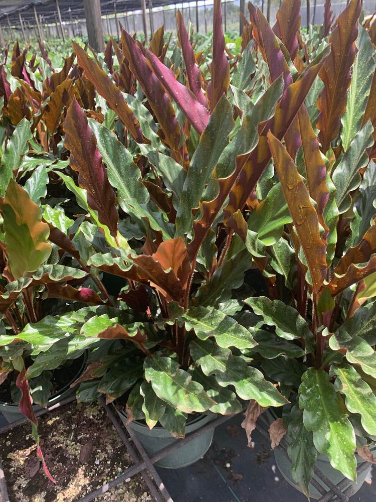 calathea-rufibarba