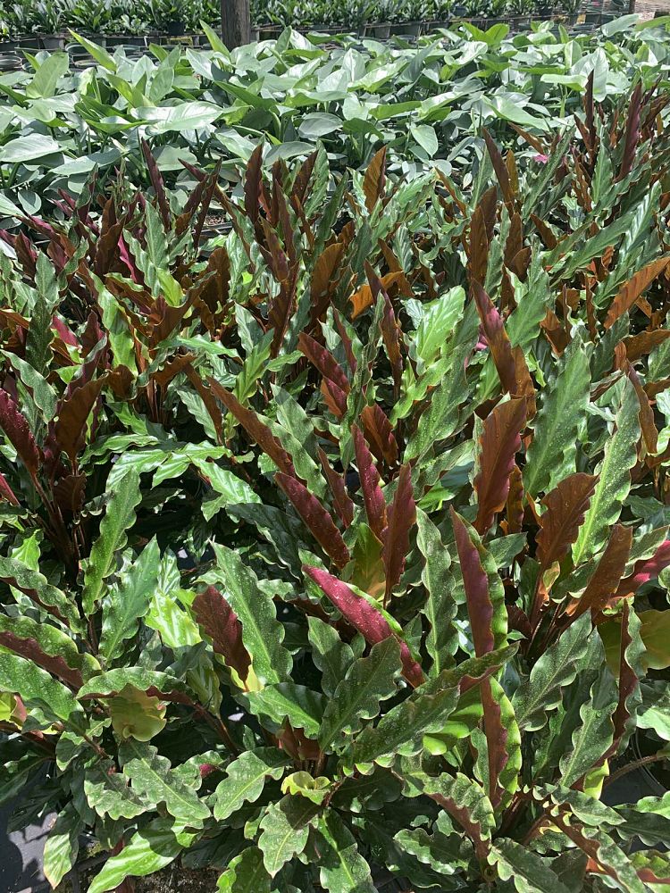 calathea-rufibarba