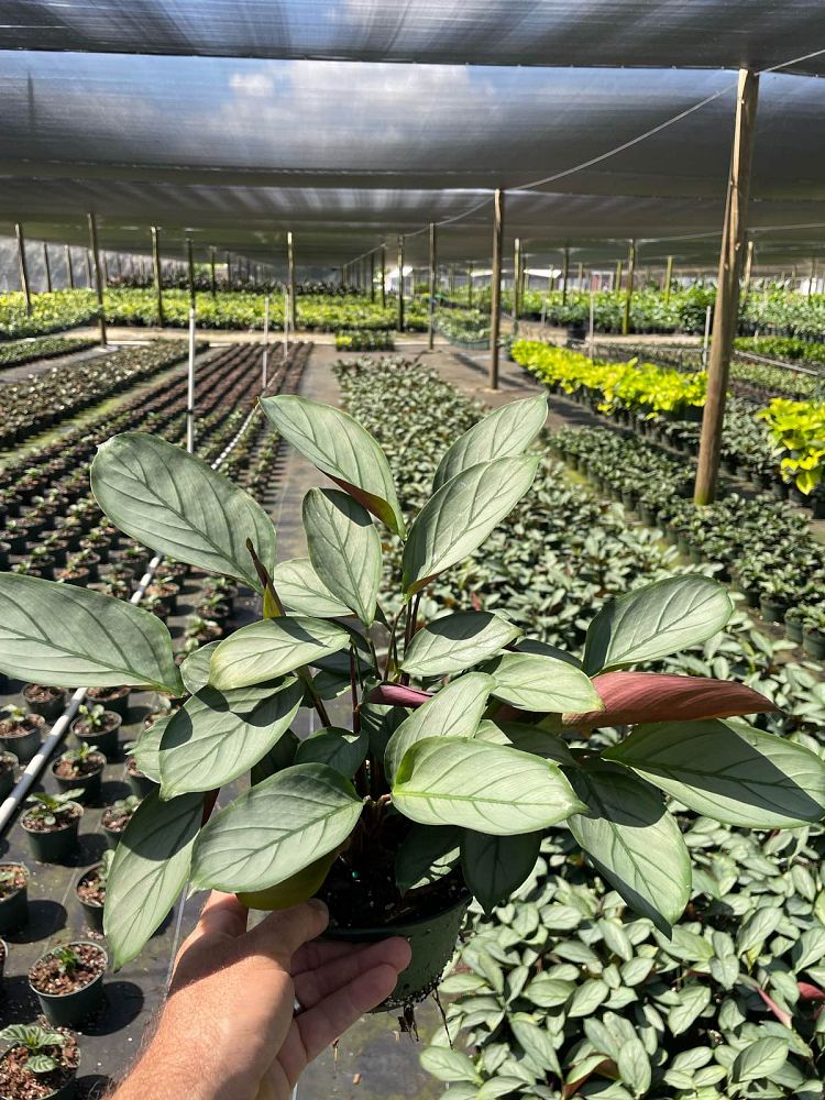 calathea-setosa
