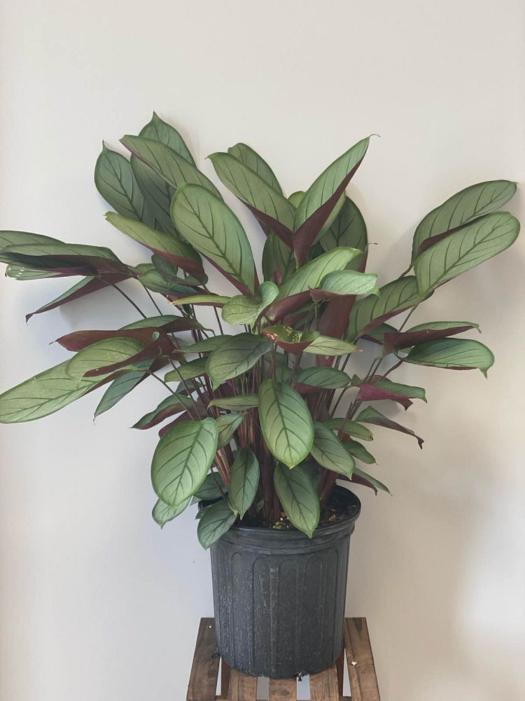 calathea-setosa