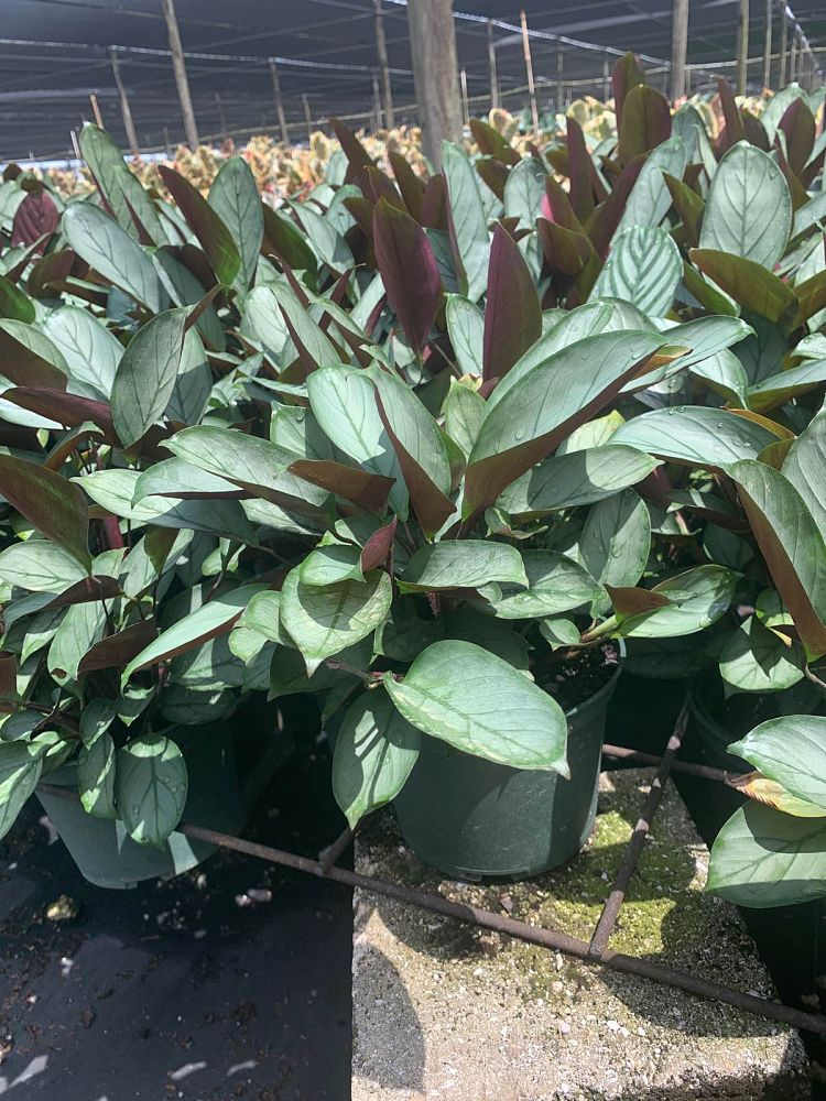 calathea-setosa